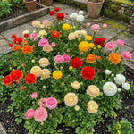 Ranunculus 'Mixed' (Persian buttercup) – ranunculus corms, product photo 4 (Harding & Bloom)