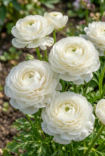 Ranunculus 'White' (Persian buttercup) – ranunculus corms, product photo 4 (Harding & Bloom)
