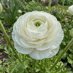 Ranunculus 'White' (Persian buttercup) – ranunculus corms, product photo 3 (Harding & Bloom)