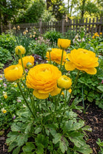 Ranunculus 'Yellow' (Persian buttercup) – ranunculus corms, product photo 2 (Harding & Bloom)
