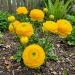 Ranunculus 'Yellow' (Persian buttercup) – ranunculus corms, product photo 4 (Harding & Bloom)