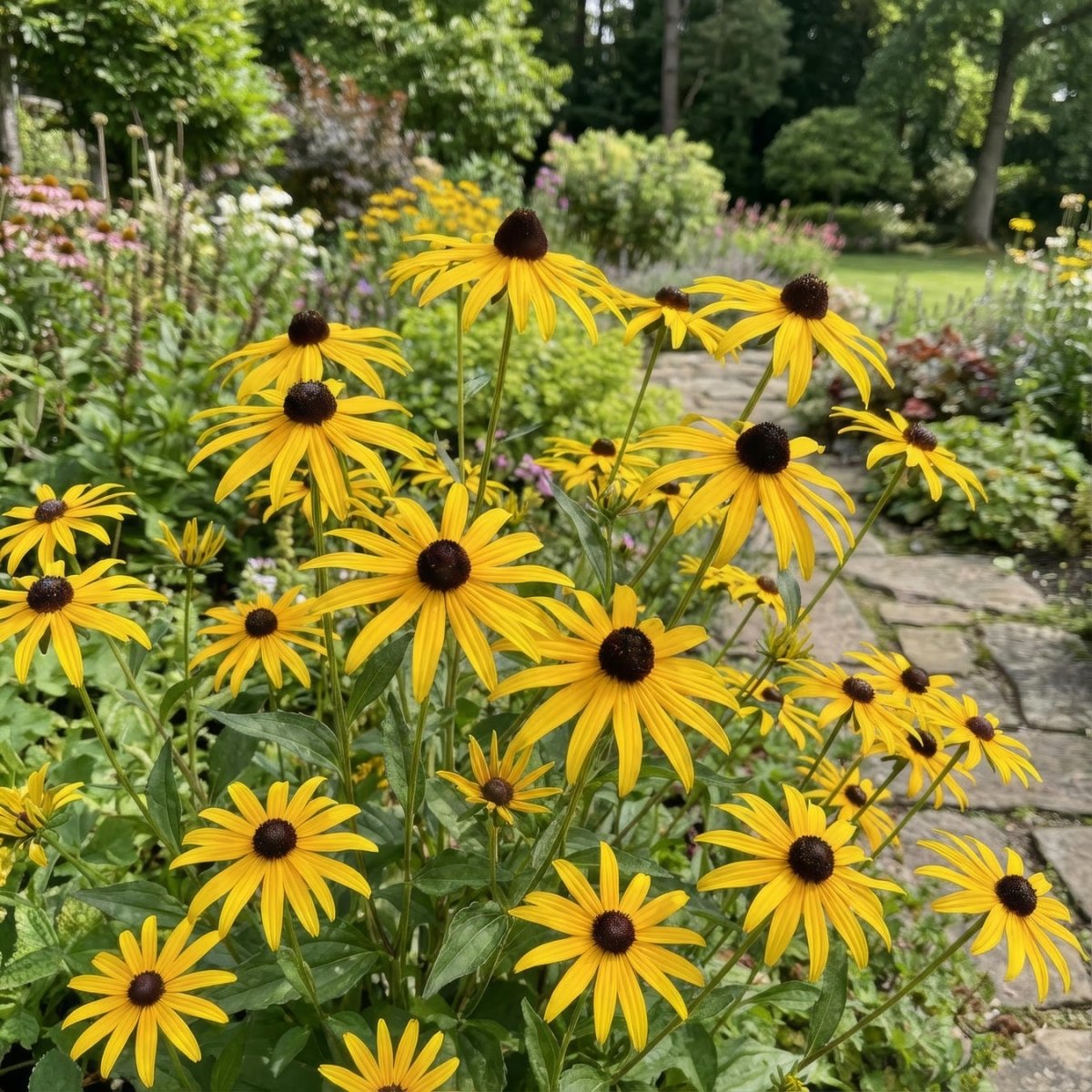 Rudbeckia 'Goldsturm' – Yellow Black - Eyed Susan - Harding & Bloom