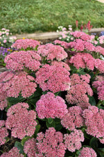 Sedum 'Herbstfreude' (Autumn Joy) - Harding & Bloom