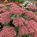 Sedum 'Herbstfreude' (Autumn Joy) - Harding & Bloom