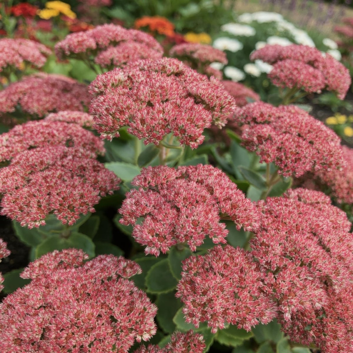 Sedum 'Herbstfreude' (Autumn Joy) - Harding & Bloom