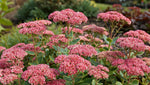 Sedum 'Herbstfreude' (Autumn Joy) - Harding & Bloom