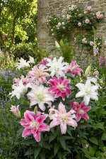 Lilium 'Roselily Double Oriental Mix' – lily bulbs, product photo 7 (Harding & Bloom)