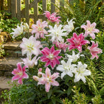 Lilium 'Roselily Double Oriental Mix' – lily bulbs, product photo 3 (Harding & Bloom)