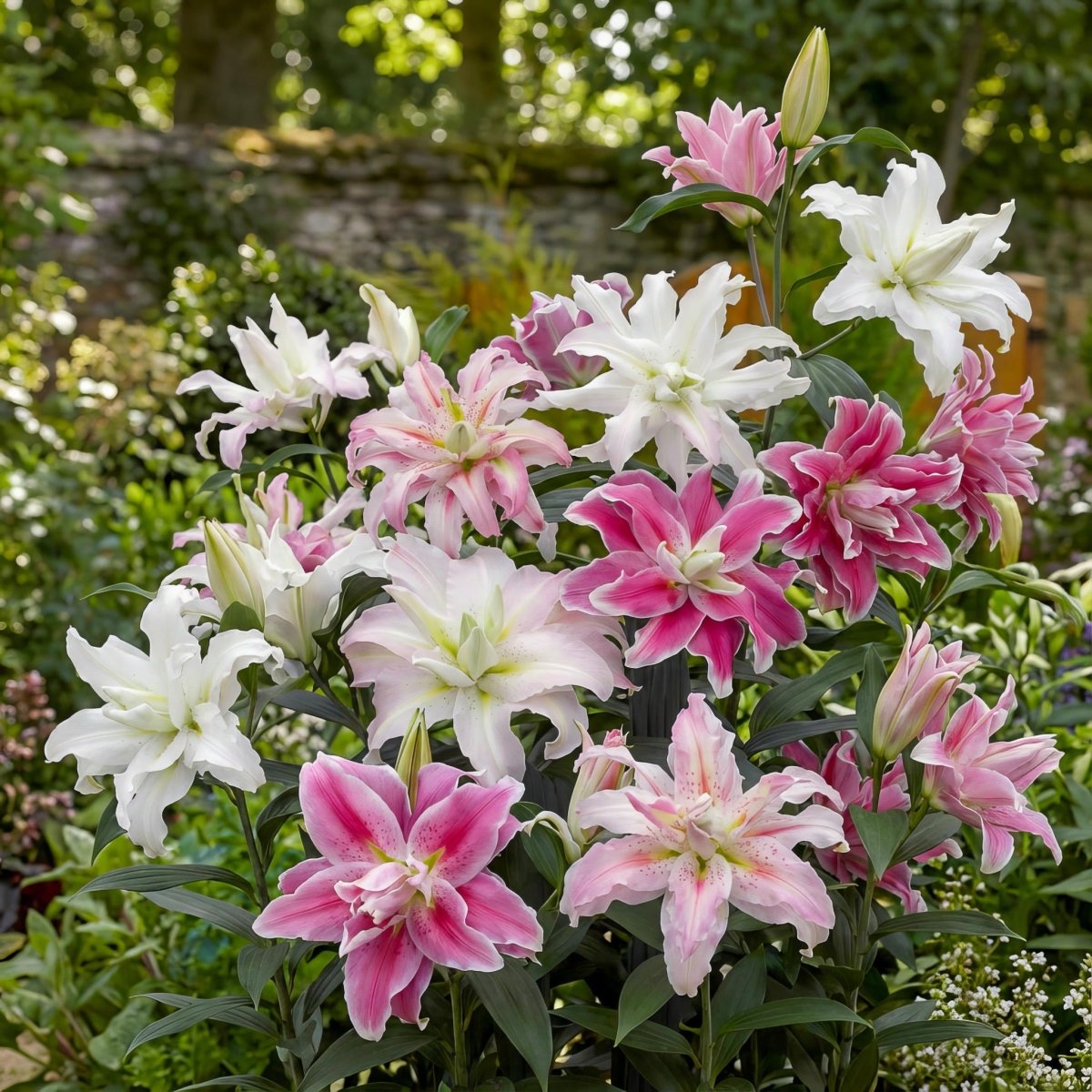 Lilium 'Roselily Double Oriental Mix' – lily bulbs, main product photo (Harding & Bloom)