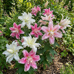 Lilium 'Roselily Double Oriental Mix' – lily bulbs, product photo 5 (Harding & Bloom)