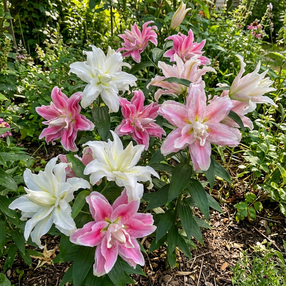 Lilium 'Roselily Double Oriental Mix' – lily bulbs, product photo 5 (Harding & Bloom)
