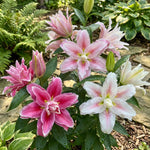 Lilium 'Roselily Double Oriental Mix' – lily bulbs, product photo 6 (Harding & Bloom)