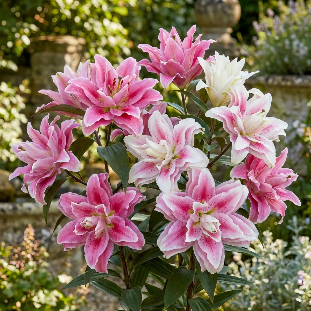 Lilium 'Roselily Double Oriental Mix' – lily bulbs, product photo 2 (Harding & Bloom)