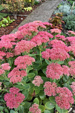 Sedum 'Herbstfreude' (Autumn Joy) - Harding & Bloom