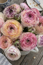 Ranunculus 'Elegance® Pastello Striato Mix' - Harding & Bloom