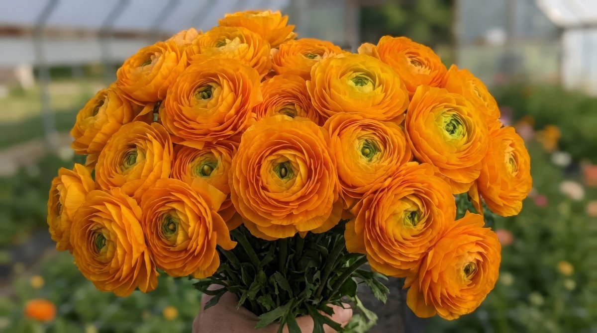 Ranunculus Elegance® 'Clementine' (Persian buttercup) - Harding & Bloom