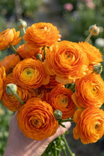 Ranunculus Elegance® 'Clementine' (Persian buttercup) - Harding & Bloom