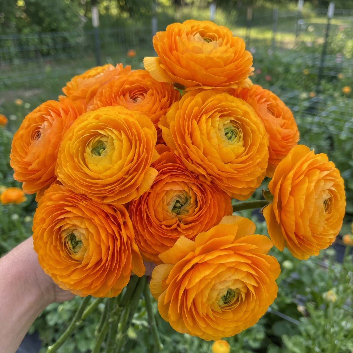 Ranunculus Elegance® 'Clementine' (Persian buttercup) - Harding & Bloom