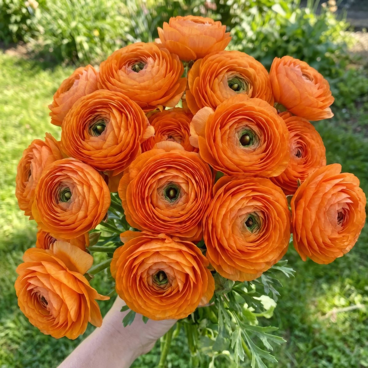 Ranunculus Elegance® 'Clementine' (Persian buttercup) - Harding & Bloom