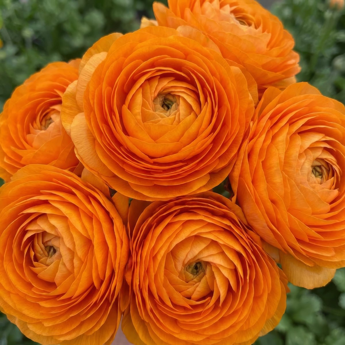 Ranunculus Elegance® 'Clementine' (Persian buttercup) - Harding & Bloom