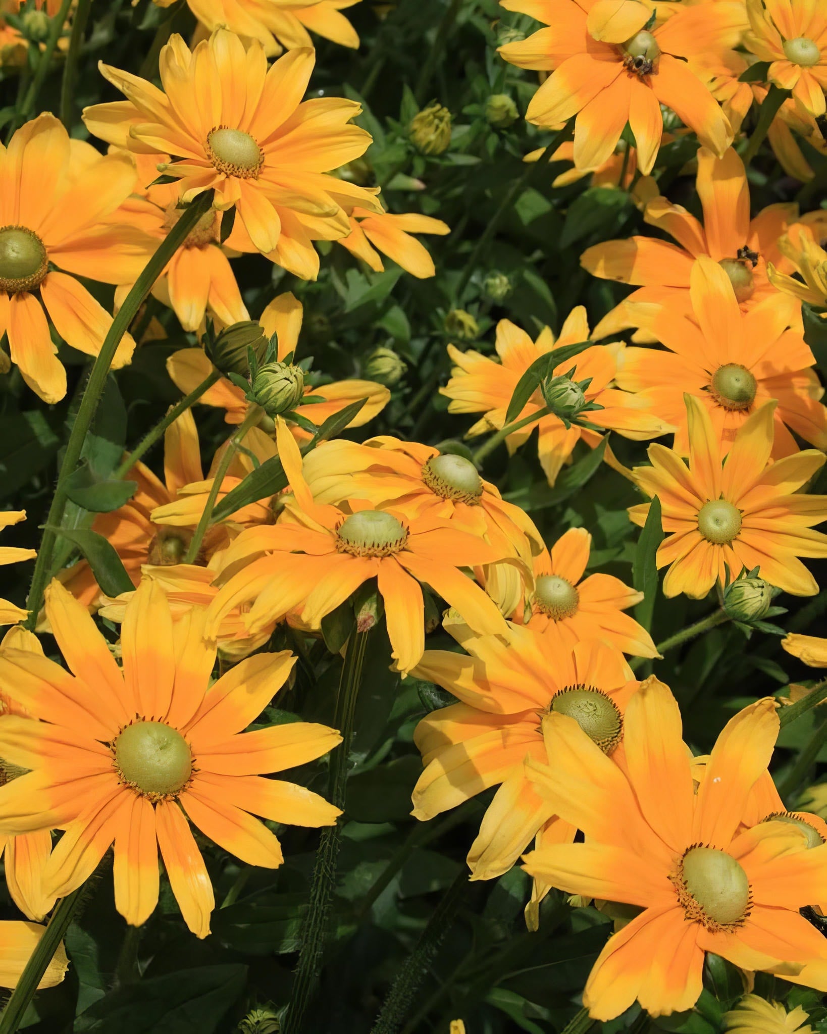 Rudbeckia 'Prairie Sun' (Black-Eyed Susan)
