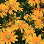 Rudbeckia 'Prairie Sun' (Black - Eyed Susan) - Harding & Bloom