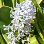 Russian Snowdrop 'Puschkinia libanotica' - Harding & Bloom