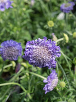 Scabiosa 'Kudo Blue' - Harding & Bloom