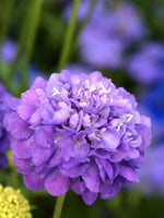 Scabiosa 'Kudo Pink' - Harding & Bloom