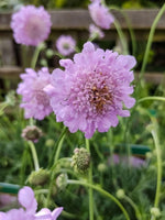 Scabiosa 'Kudo Pink' - Harding & Bloom