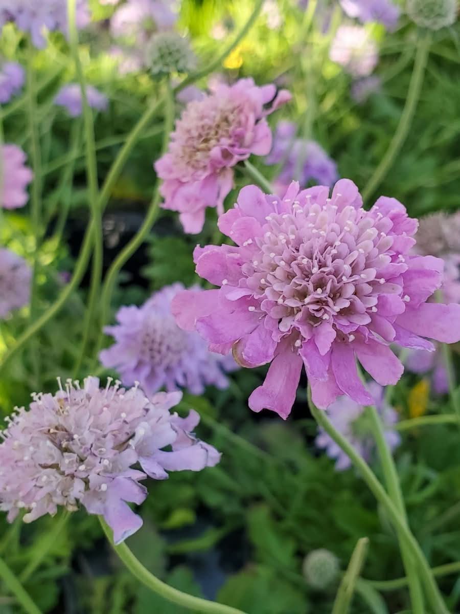 Scabiosa 'Kudo Pink' - Harding & Bloom