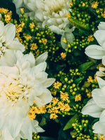 Scabiosa 'Kudo White' - Harding & Bloom