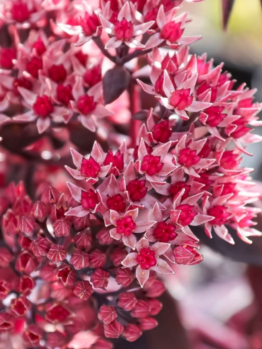 Sedum 'For Your Eyes Only' - Harding & Bloom