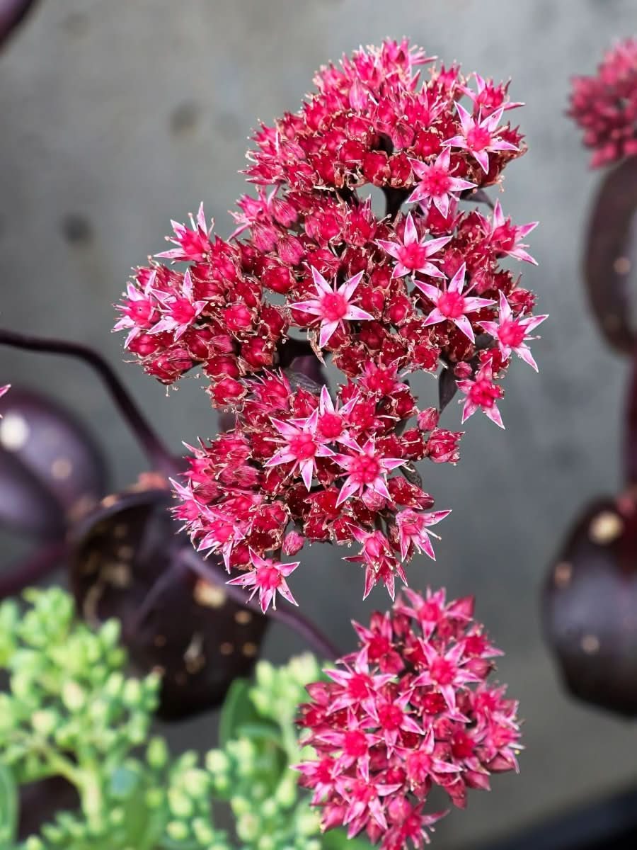 Sedum 'For Your Eyes Only' - Harding & Bloom