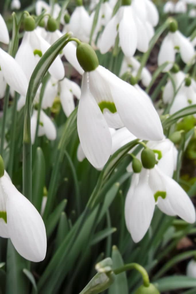 Snowdrop 'S. Arnott' - Harding & Bloom