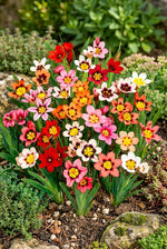 Sparaxis 'Mixed' (Harlequin flower) – flower bulbs, product photo 2 (Harding & Bloom)