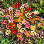 Sparaxis 'Mixed' (Harlequin flower) – flower bulbs, product photo 3 (Harding & Bloom)
