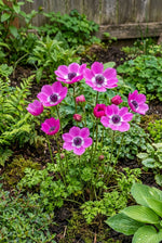 Anemone coronaria 'Sylphide' – anemone corms, product photo 2 (Harding & Bloom)