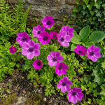 Anemone coronaria 'Sylphide' – anemone corms, product photo 3 (Harding & Bloom)