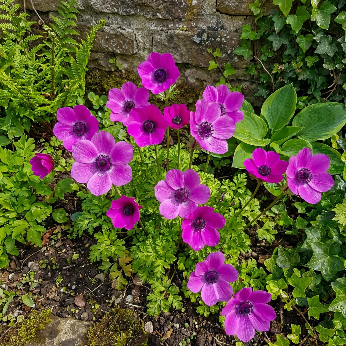 Anemone coronaria 'Sylphide' – anemone corms, product photo 3 (Harding & Bloom)