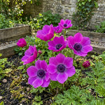 Anemone coronaria 'Sylphide' – anemone corms, product photo 4 (Harding & Bloom)