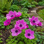 Anemone coronaria 'Sylphide' – anemone corms, main product photo (Harding & Bloom)