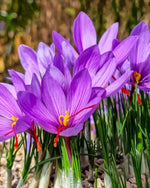 Saffron Crocus 'sativus' (Crocus) - Harding & Bloom