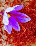 Saffron Crocus 'sativus' (Crocus) - Harding & Bloom