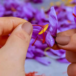 Saffron Crocus 'sativus' (Crocus) - Harding & Bloom
