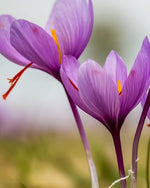 Saffron Crocus 'sativus' (Crocus) - Harding & Bloom