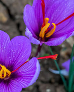 Saffron Crocus 'sativus' (Crocus) - Harding & Bloom