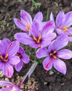 Saffron Crocus 'sativus' (Crocus) - Harding & Bloom