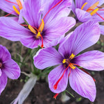 Saffron Crocus 'sativus' (Crocus) - Harding & Bloom