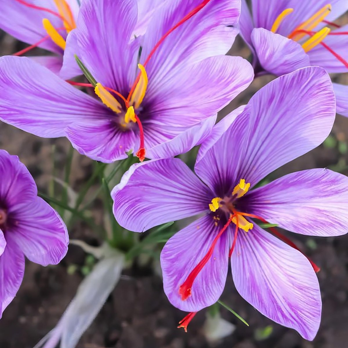 Saffron Crocus 'sativus' (Crocus) - Harding & Bloom